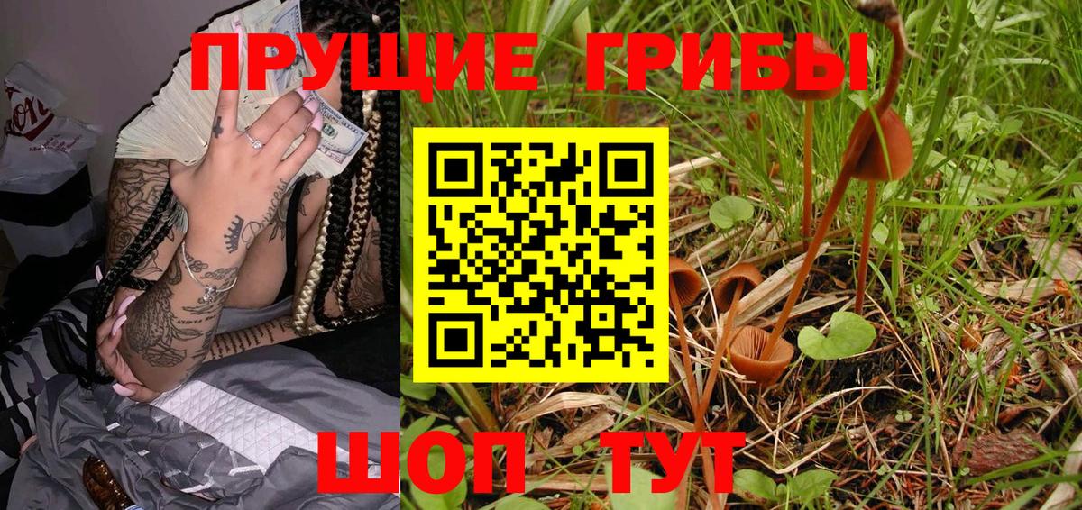 Галлюциногенные грибы Psilocybe Кстово